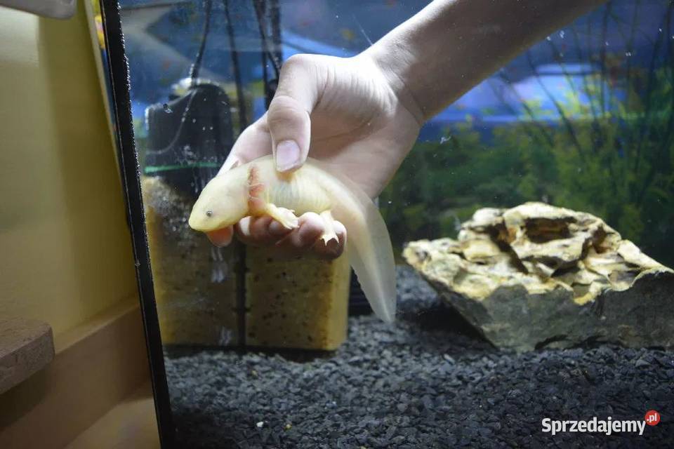 Aksolotl meksykański ambystoma meksykańska Kolonia sprzedam