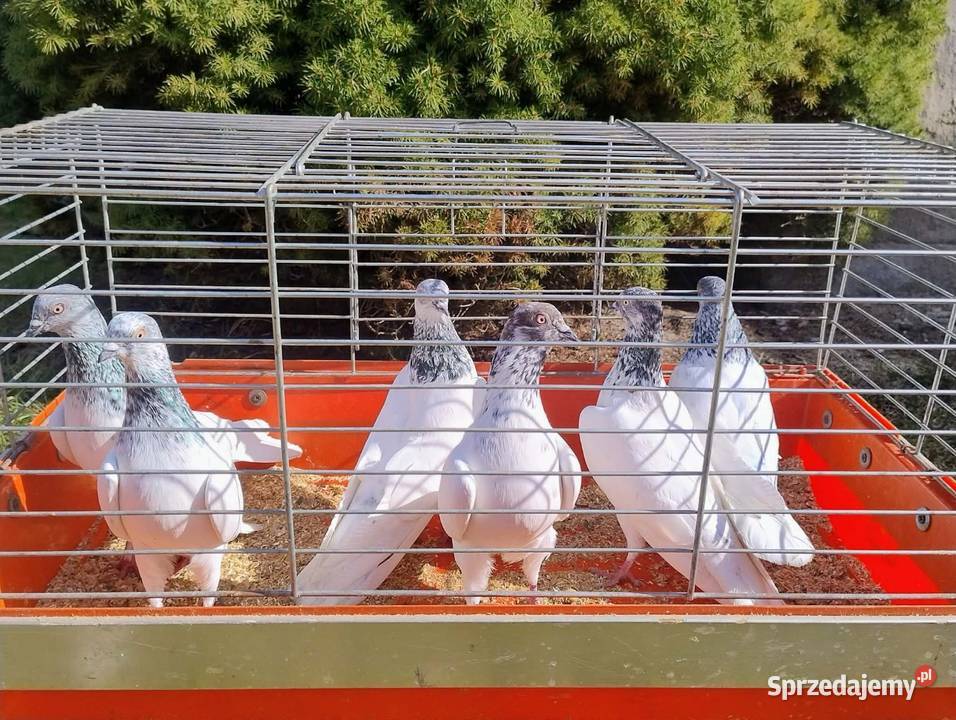 Gołębie Ozdobne różne gatunki Blachownia