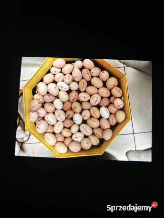 Sprzedam inkubator cleo 5 Bobowa