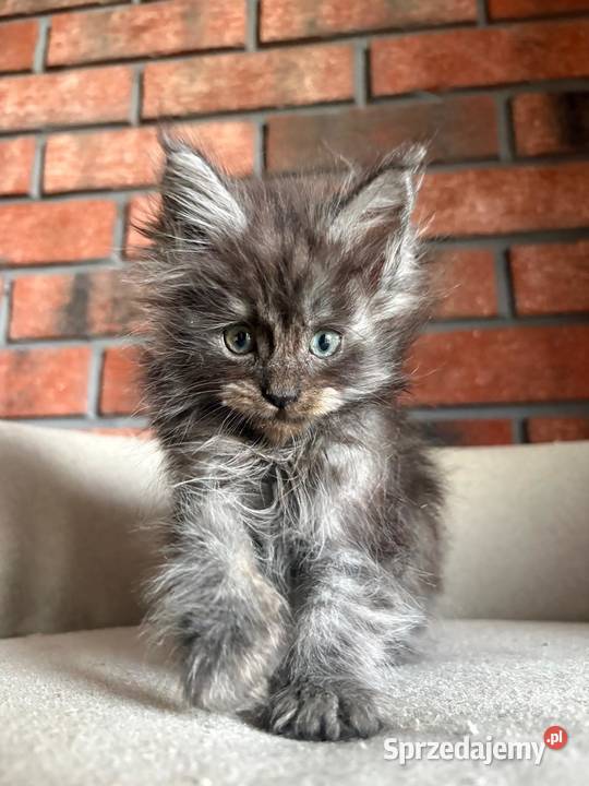Maine Coon Olaf kujawsko-pomorskie Szembruk