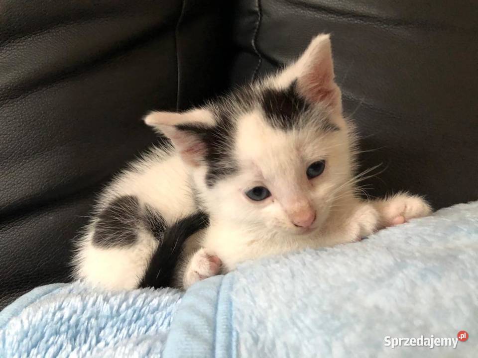 Śliczny mały kotek Pozostałe Postomino