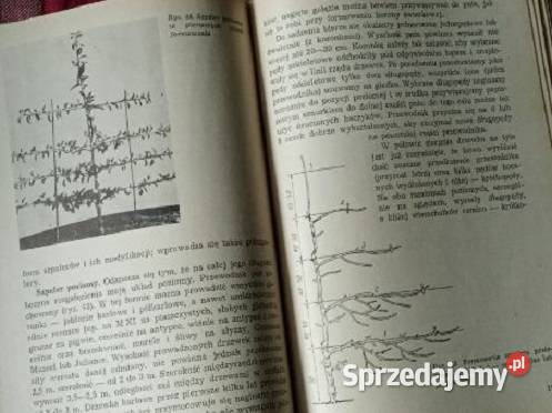 Drzewa karłowe S Zaliwski 1965 rolnictwo rolnictwo, nauki rolnicze Książki naukowe i popularnonaukowe Łódź sprzedam