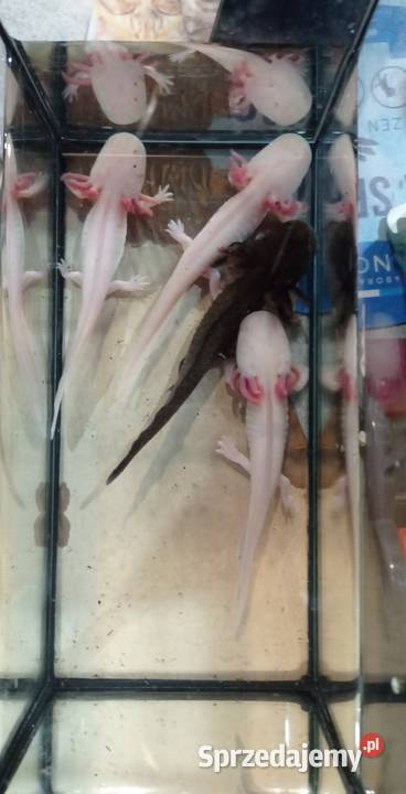 Aksolotl Abystoma Mexykańska Akselotl Różne Rzeszów