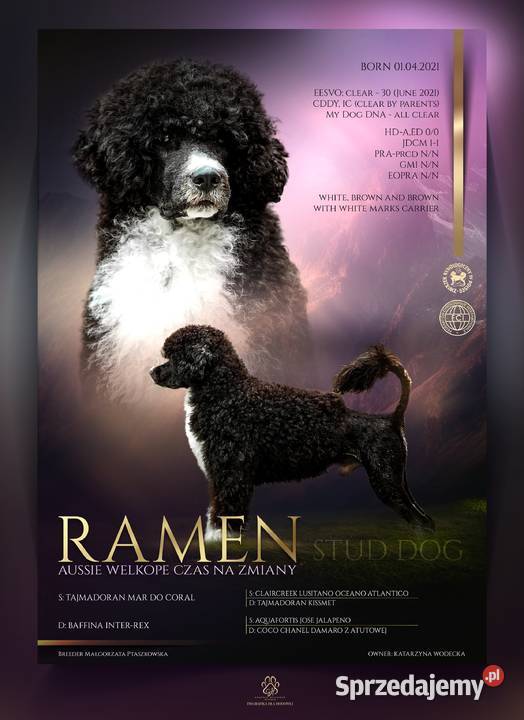 Szczenięta portugalski pies dowodny zkwp FCI kujawsko-pomorskie Makówiec