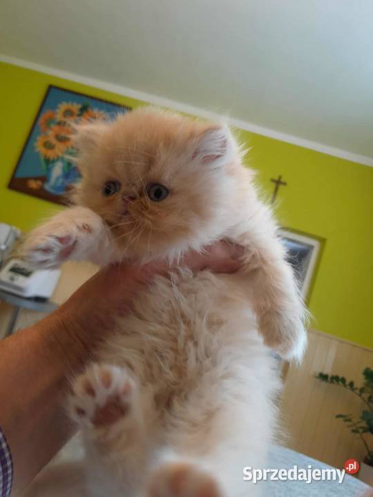 Kotka perska biszkoptowo biała Szyk sprzedam