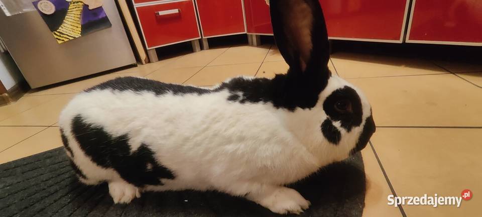 Srokacz niemiecki Gryzonie Górki