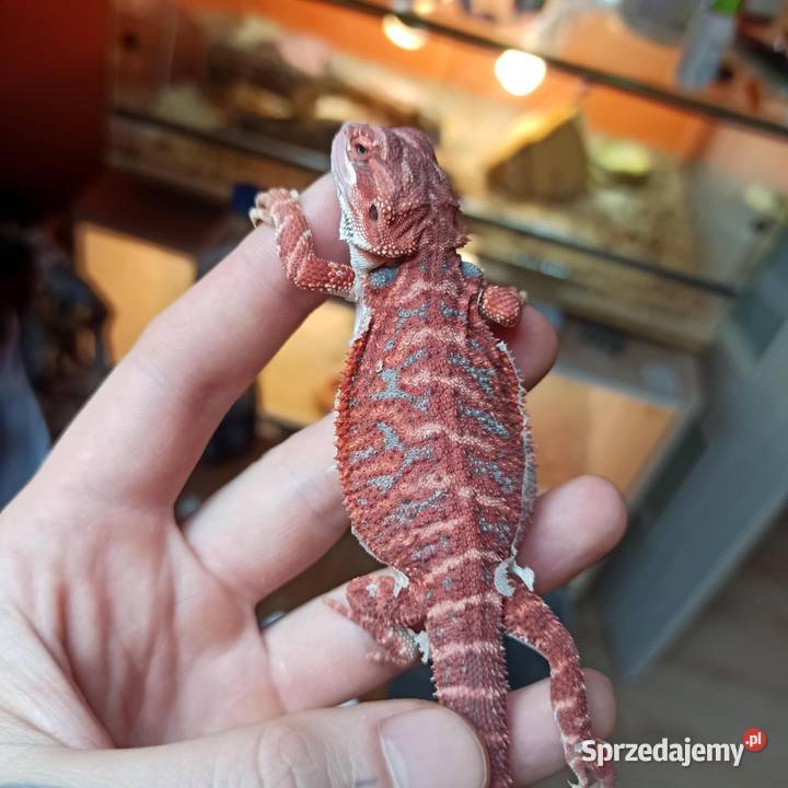 Agama Brodata Jaszczurka Początkujących Błonie