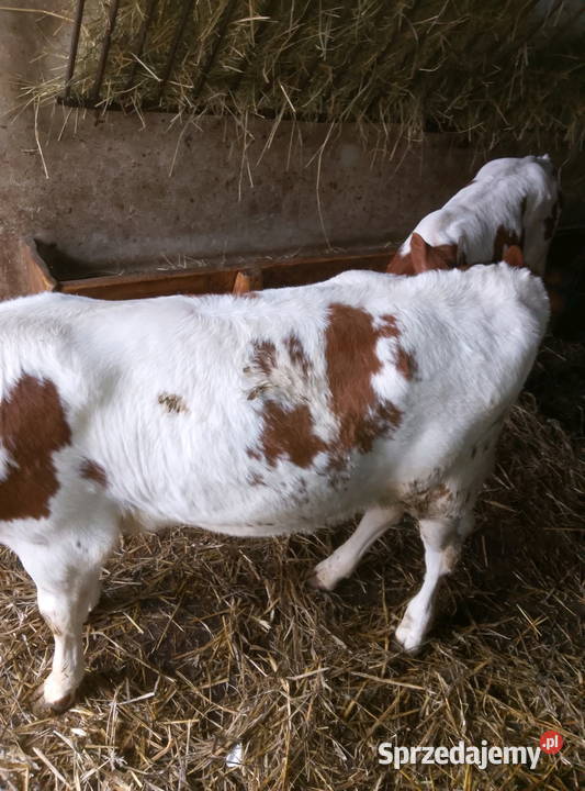 Jałoweczki do dalszego chowu świętokrzyskie