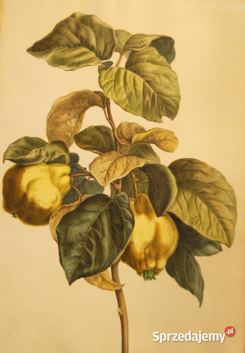 BESSA Pancrace akwatintowa duża rycina z owocami Poznań sprzedam