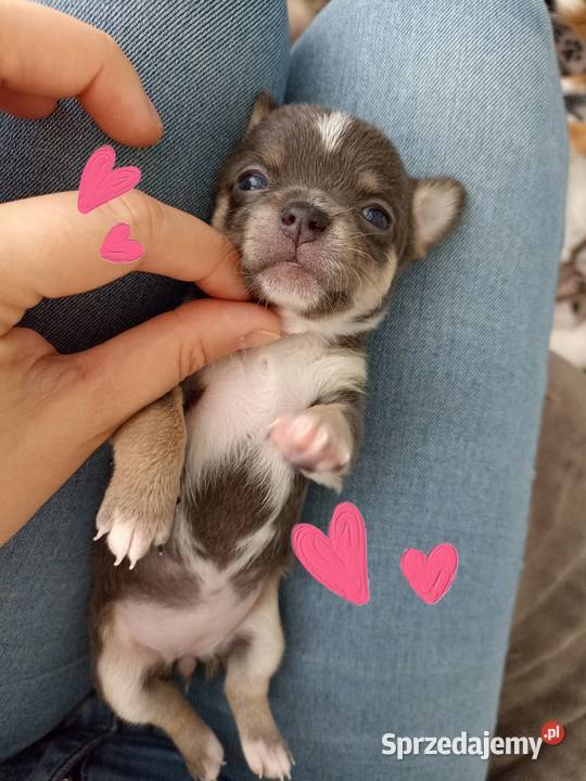 Mini Chihauhua niebieska suczka genowa rodowód Chihuahua łódzkie