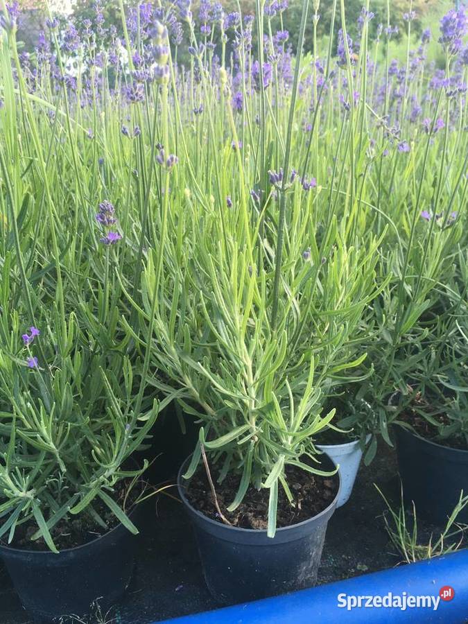 LAVENDA Lavandula ang Hidcote wabi motyle