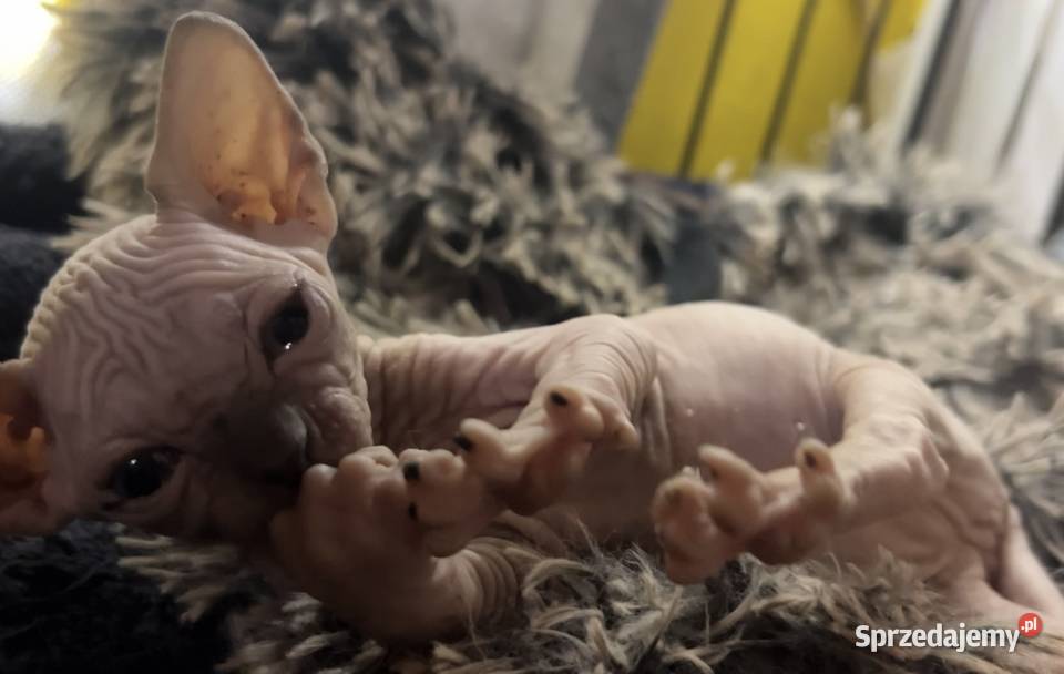 Przepiękne koty Płatna Adopcja Wwa Sosnowiec Sfinks Warszawa sprzedam