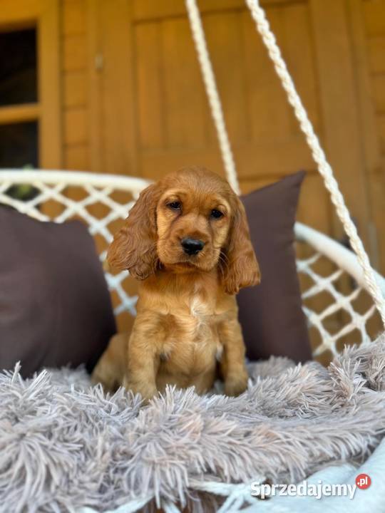 Cudowna mocno złota sunia Cocker Spaniel Cocker Spaniel mazowieckie Warszawa