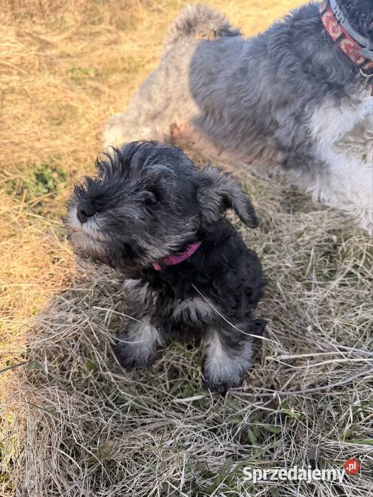 Sznaucer Miniatura pieprz i sól Gdańsk