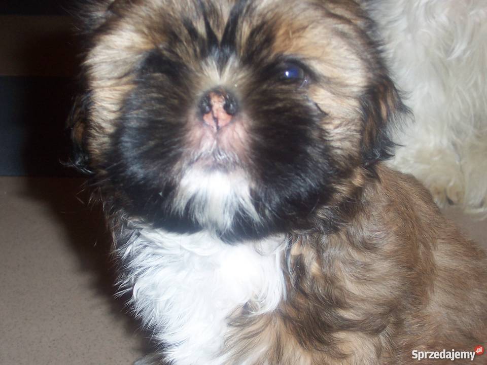 Szczenięta shih tzu Wieluń sprzedam