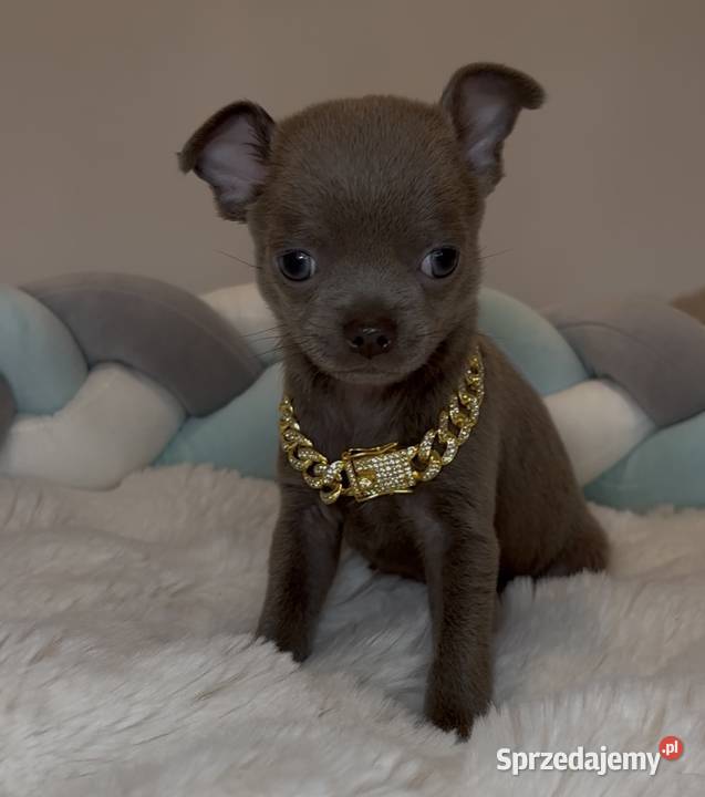 Chihuahua krótkowłosy piesek liliowy badania DNA