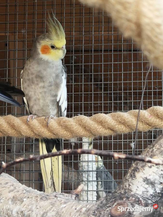 Papugi