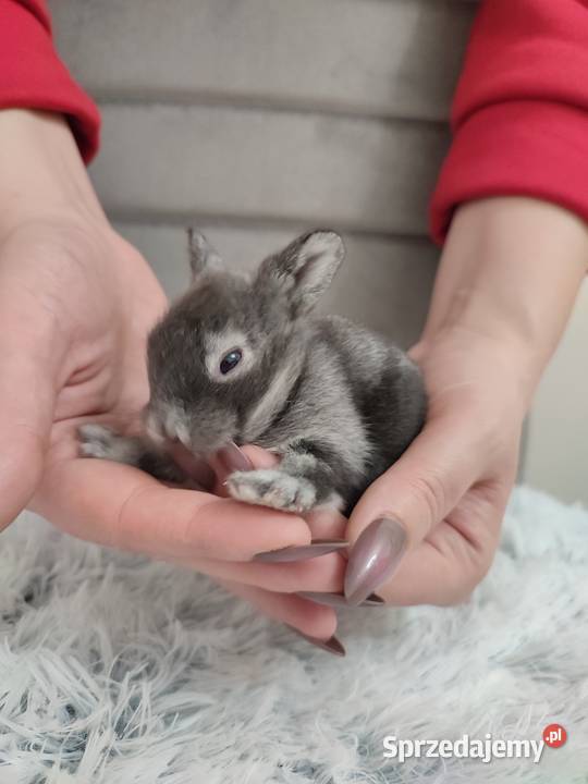 Króliczki miniaturki Dąbrowa Górnicza