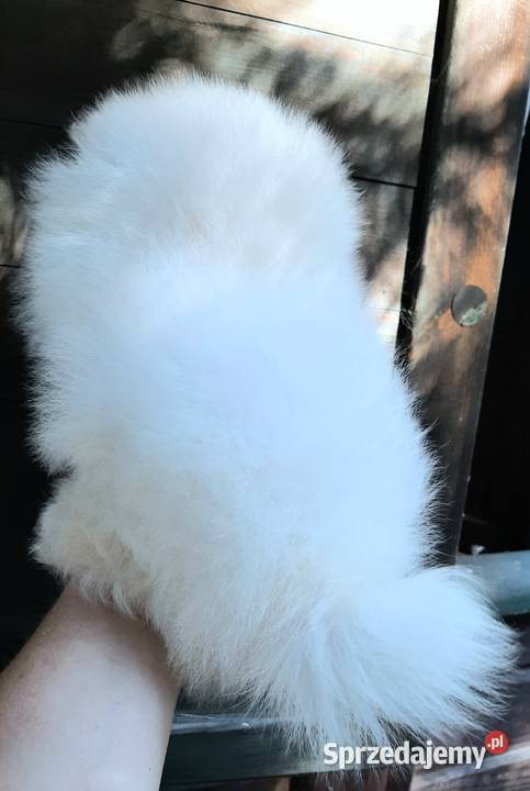 Szpic miniaturowy pomeranian bialy miś Pabianice