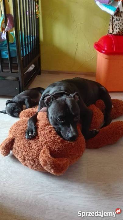 PitBull Red Nose Staffik Szczeniak pierwszy z Bełchatów