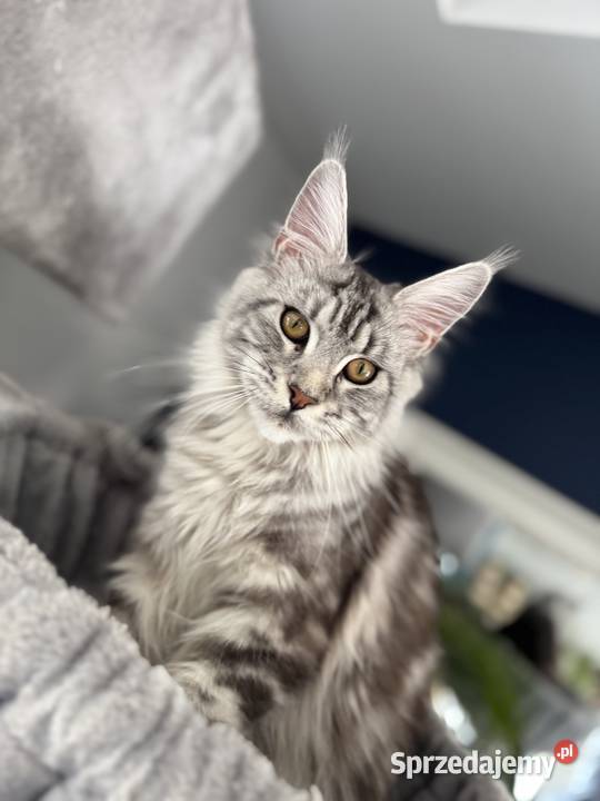 Asa koteczka Maine Coon Nowa Wieś Lęborska