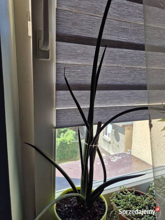 Sadzonka Sansewieria cylindryczna język Kaktusy i sukulenty Chorzów sprzedam