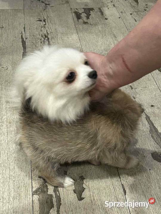 yorkie pom pomorskie Somonino