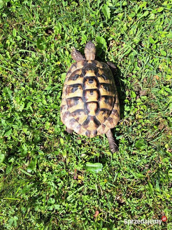 ŻÓŁW LĄDOWY GRECKI testudo hermanni 7lat dolnośląskie Lubin
