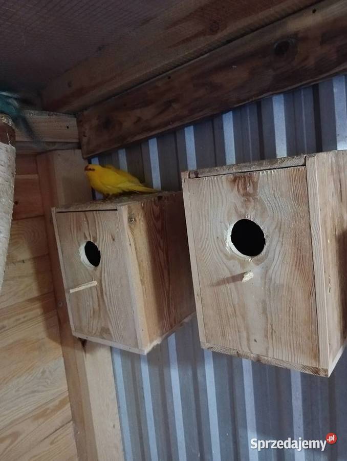 Papugi Kozy modrolotki Parczew