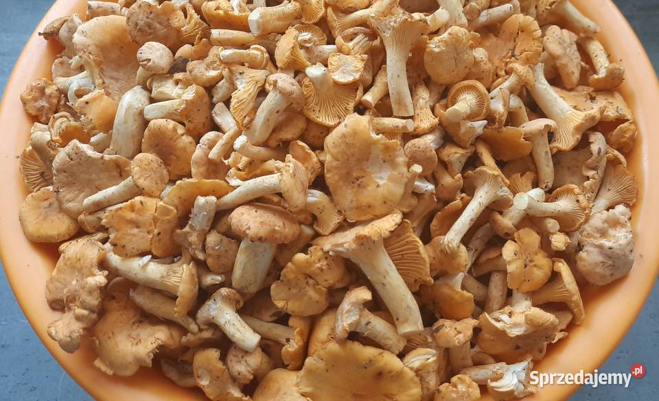 Świeże kurki prosto z lasu Delikatesy Koszalin
