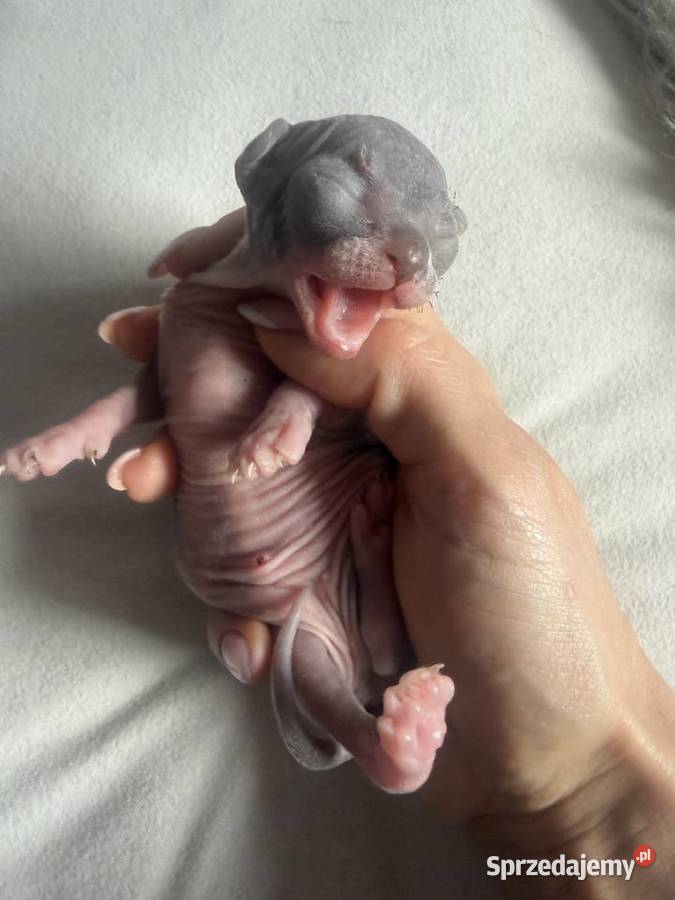 Kotki do rezerwacji odbiór Wielkanoc