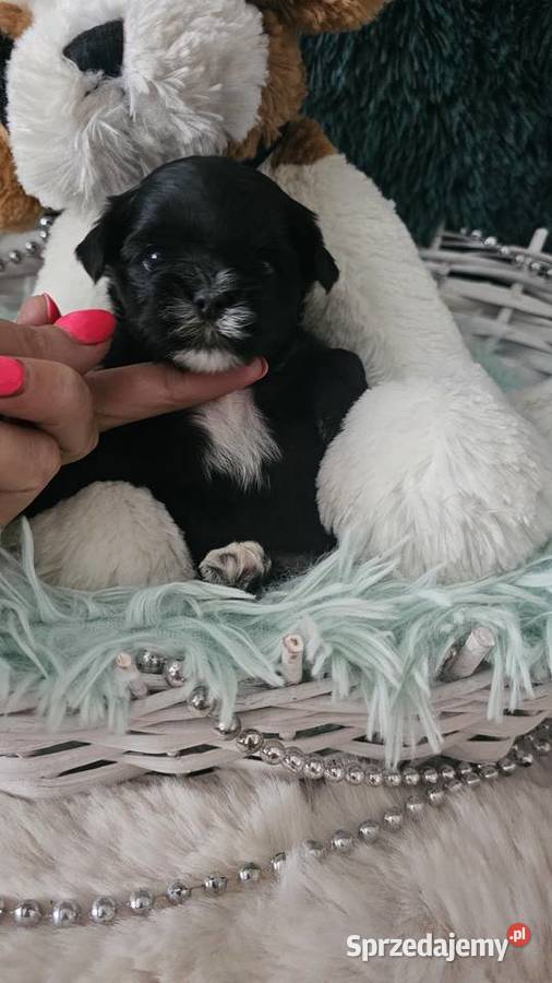 Yorkshire terrier piesek PASZPORT łódzkie Sędziejowice
