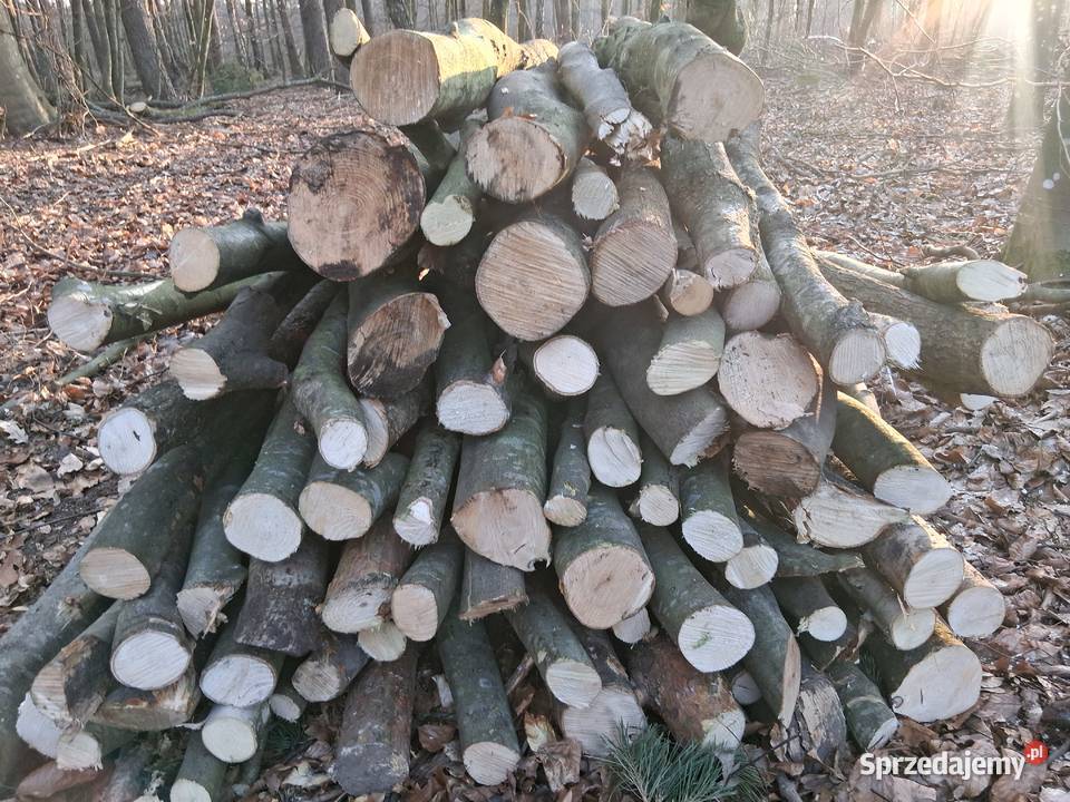 Sprzedam galeziowke grubsza Opał pomorskie Choczewo
