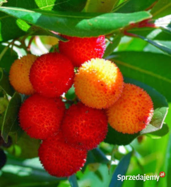 DRZEWO TRUSKAWKOWE sadzonki w doniczkach