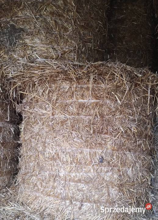 Słoma bela 12 m Trawy, słoma Silice