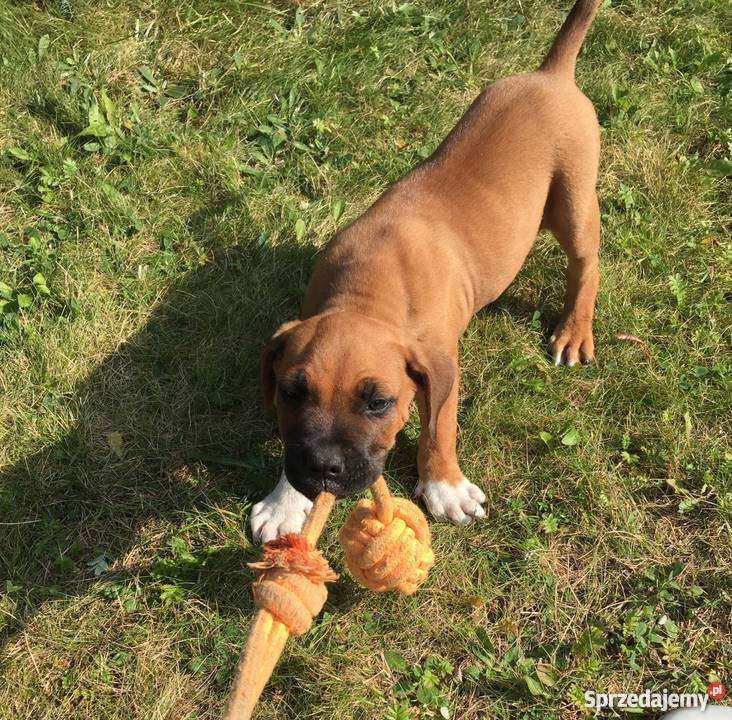 Piekny szczeniak piesek Amstaff odrobaczony mazowieckie Kozienice