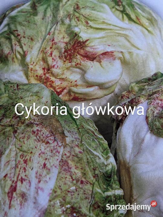 Cykoria Sałata główkowa odmiany świata znosi Nasiona Kraków