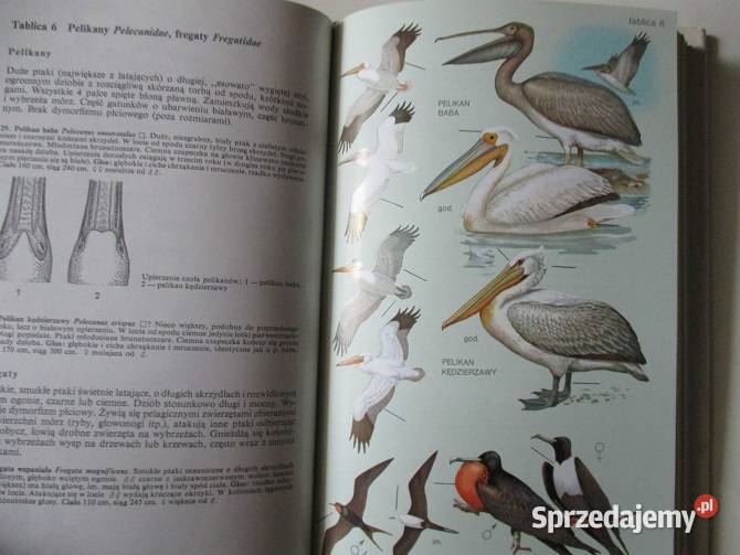 Encyklopedia pszczelarska pszczelarstwo pszczoły Książki naukowe i popularnonaukowe Łódź sprzedam