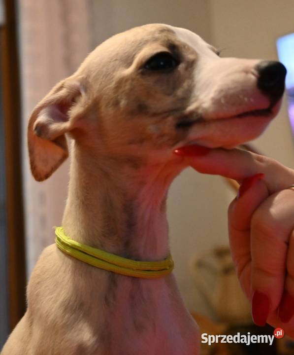 Whippet Chart Angielski