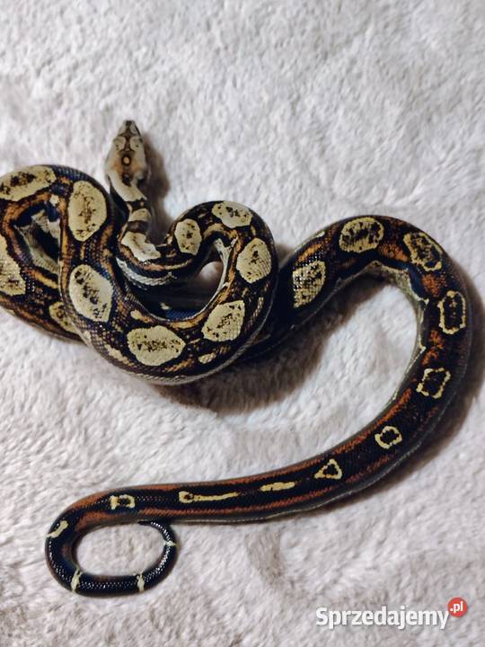 Boa Imperator Samica Tychy