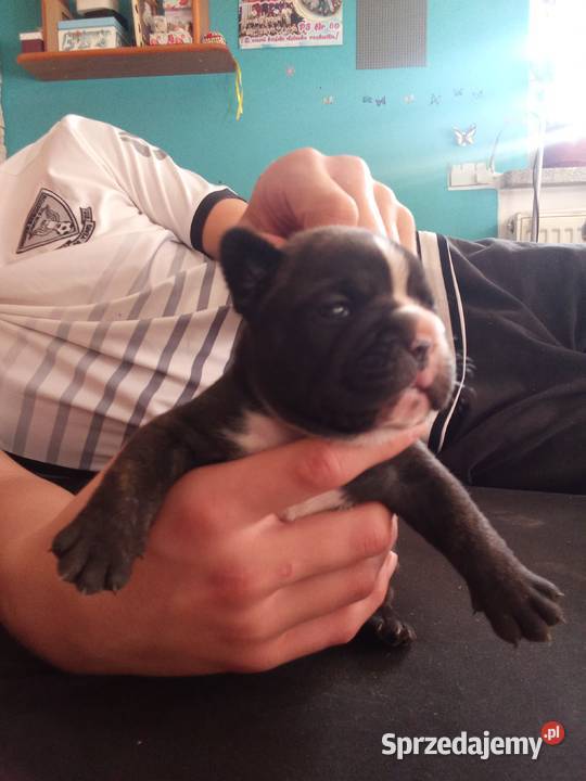 Buldog francuski szczenięta Buldog Białystok sprzedam