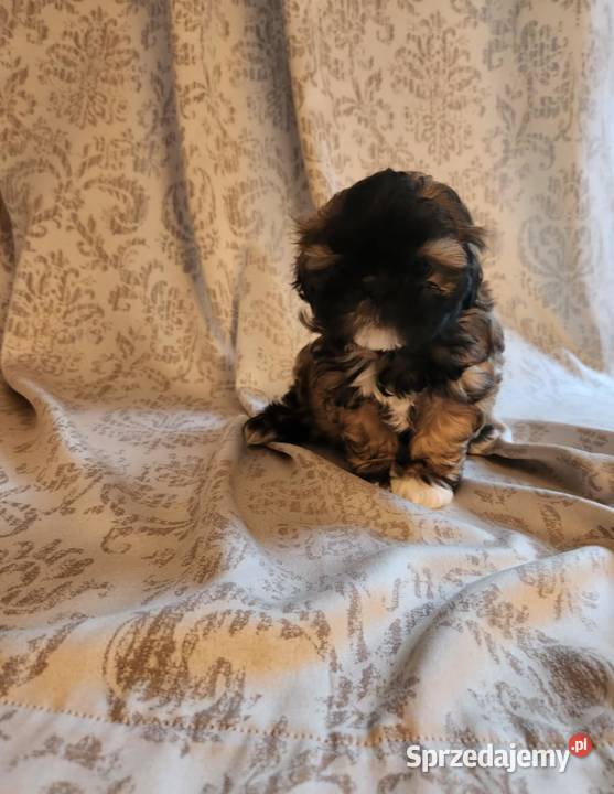 Sprzedam pieski z rodowodem ShihTzu Strzelno