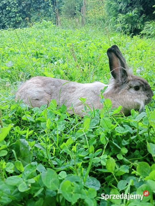 Sprzedam króliki podkarpackie Obarzym