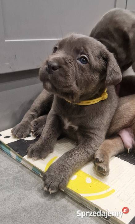 Cane Corso rodowodowe lubelskie Bychawa