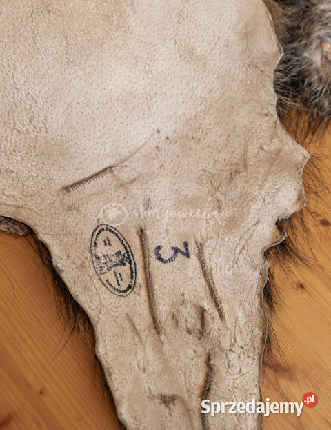 Dzik dekoracyjny skóra z dzika na podłogę skóra Szaflary