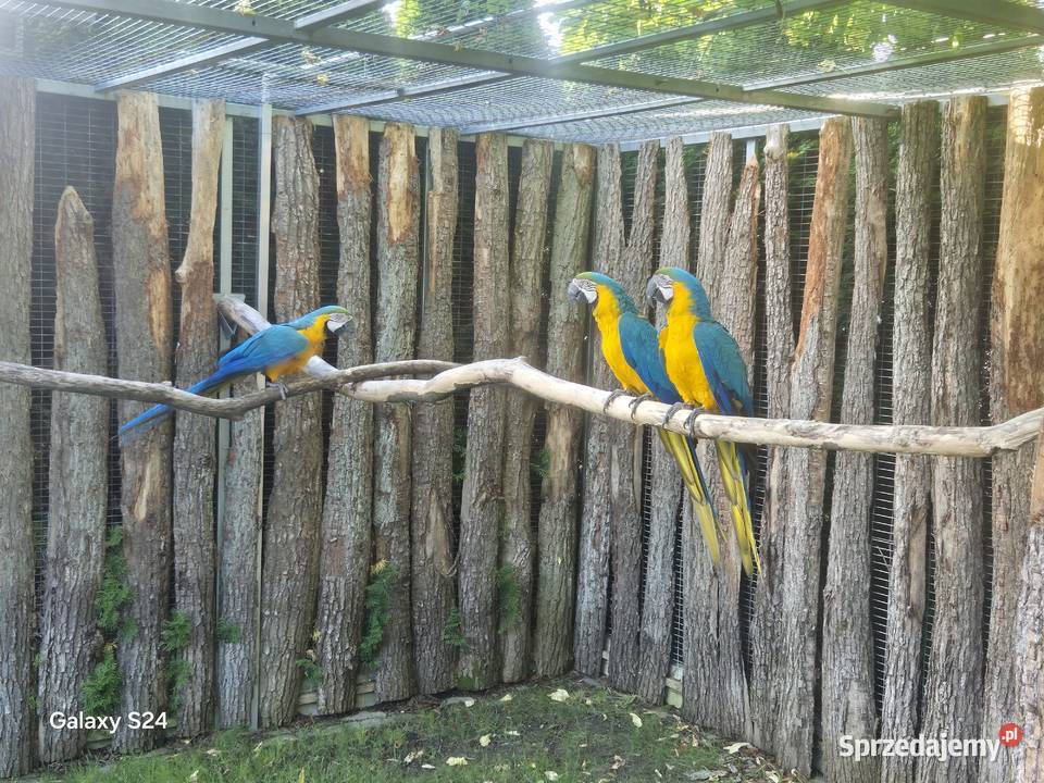 Ara Ararauna para Rakoniewice