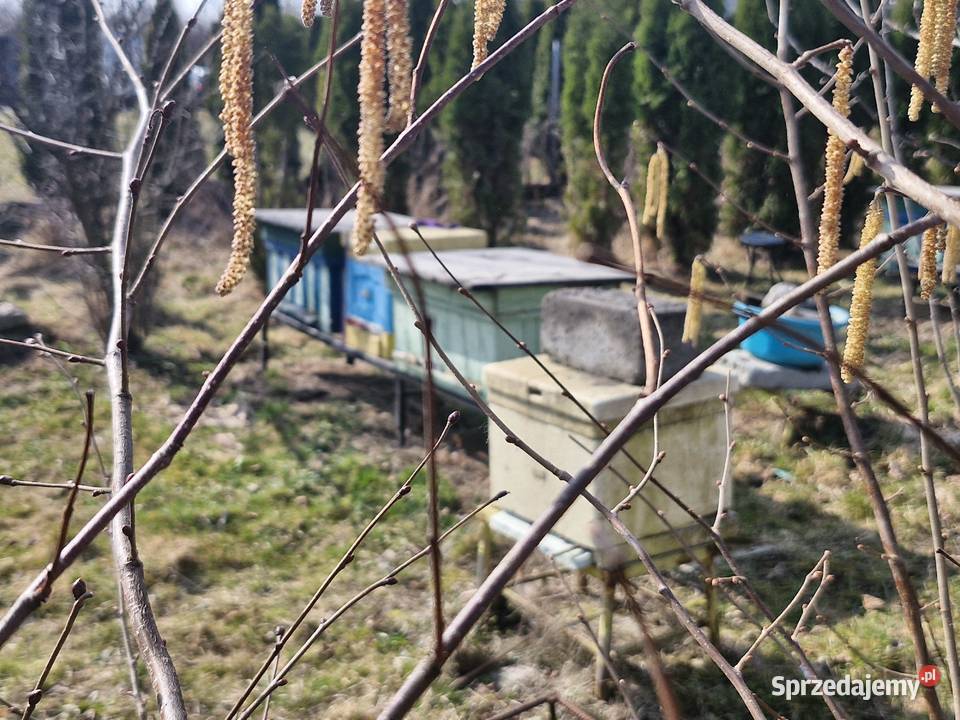 Pszczoły rodziny ule miodarka akcesoria Bębło sprzedam