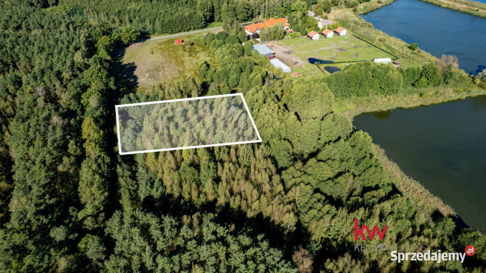 Działka TrzcielOdbudowa 6632m2 Sprzedaż Trzciel-Odbudowa