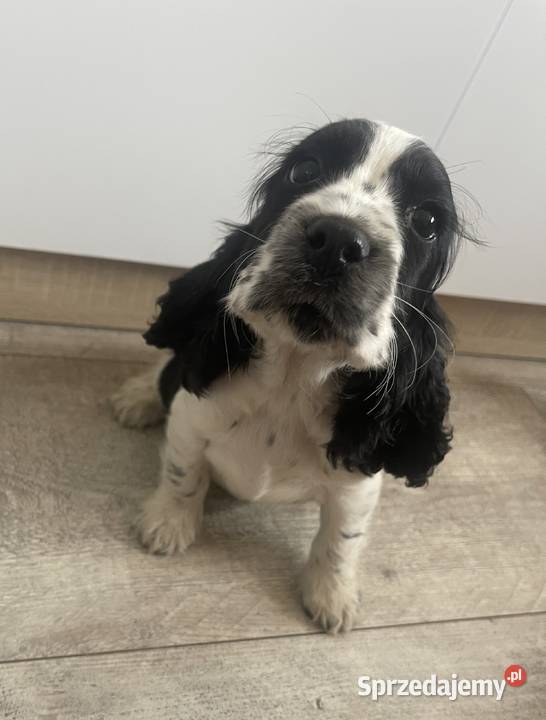 Cocker Spaniel Angielski