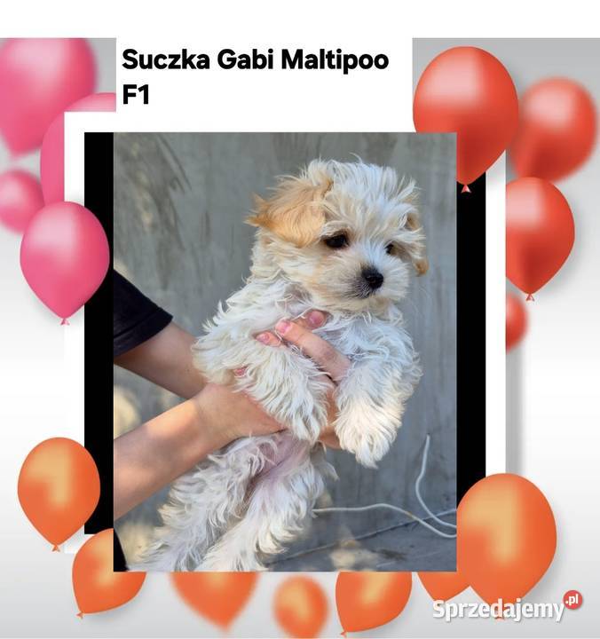 Maltipoo suczki Inowrocław